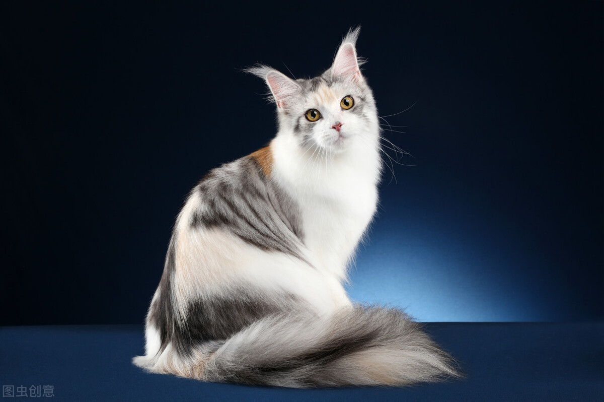 长寿猫咪,想要猫咪长寿需要注意这三件事