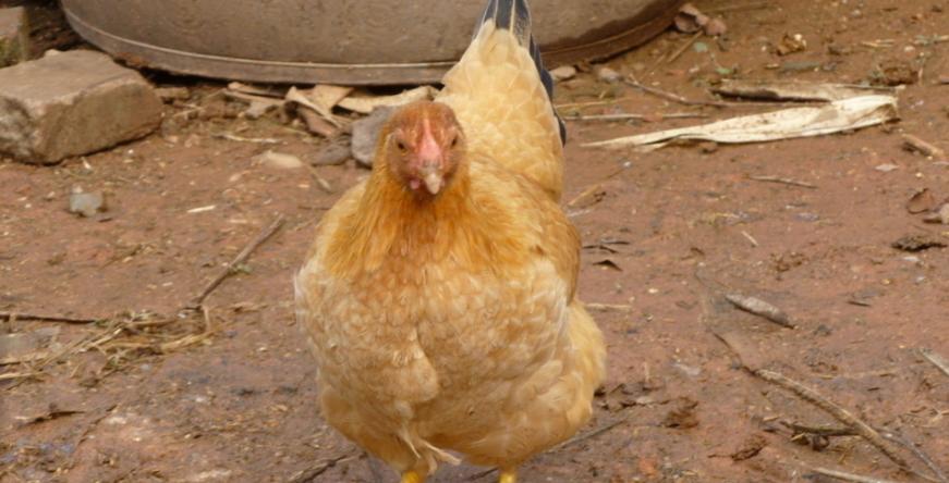 滑液囊支原体用哪个类型抗生素,滑液囊支原体经典治疗方案