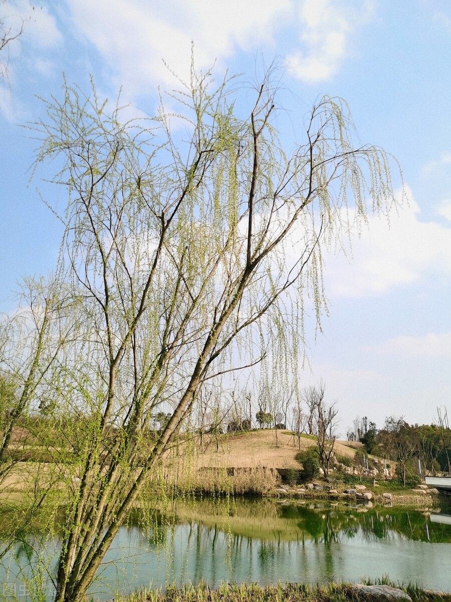 风吹杨柳万千条打一动物,风吹杨柳万千条解析