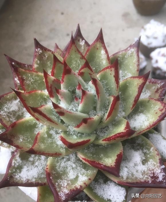 多肉冬天冻了,多肉冻成透明状能活吗