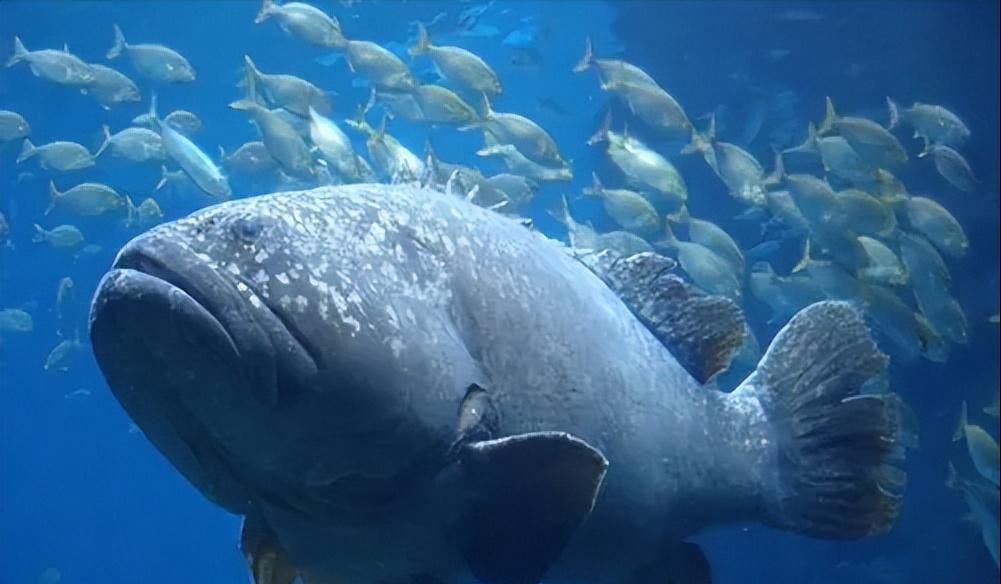 两种环境富集方法对石斑鱼幼鱼认知能力和生长性能的影响