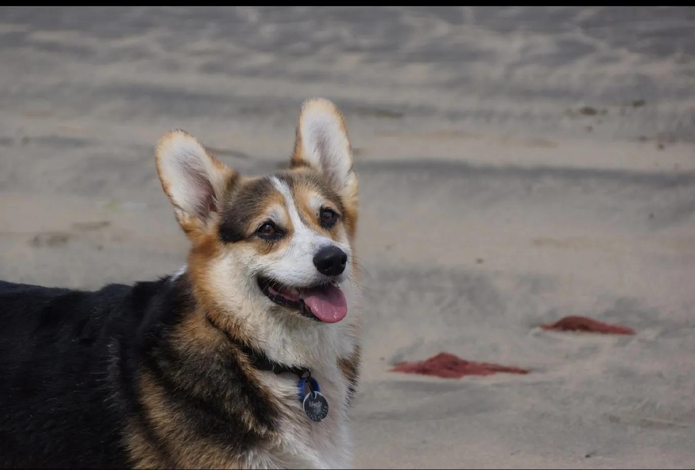 狗狗智商前十排行，排名第一狗狗的实至名归