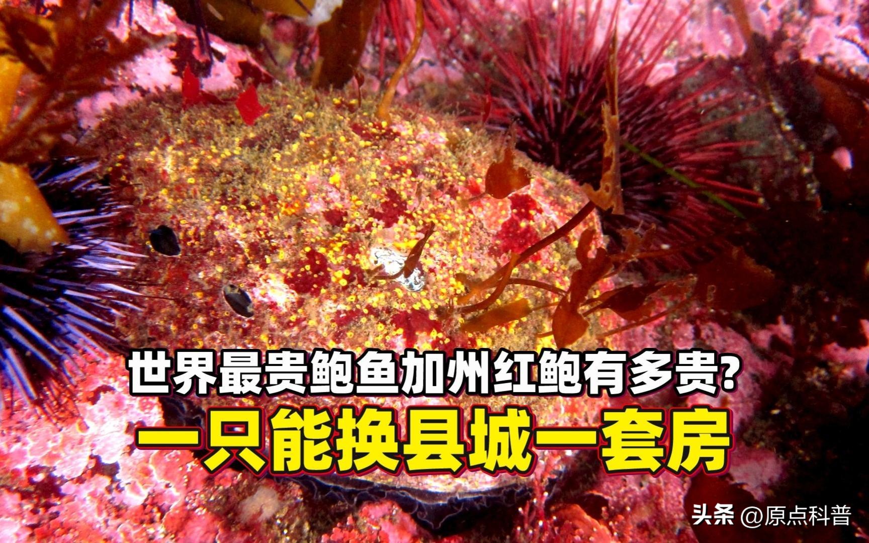 世界十大顶级海鲜排名,世界上十大最贵的十种海鲜