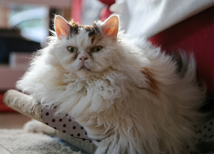 适合焦虑症养的狗,焦虑患者适合什么狗