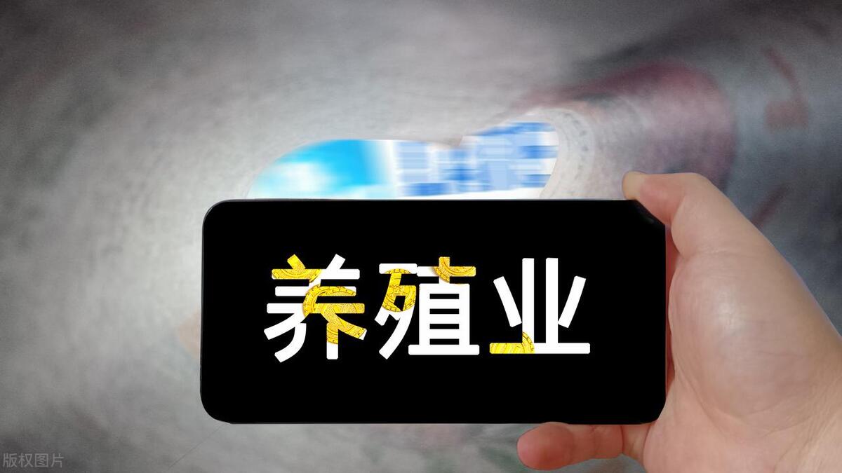 猪价及全国养殖走向,猪价回落养猪