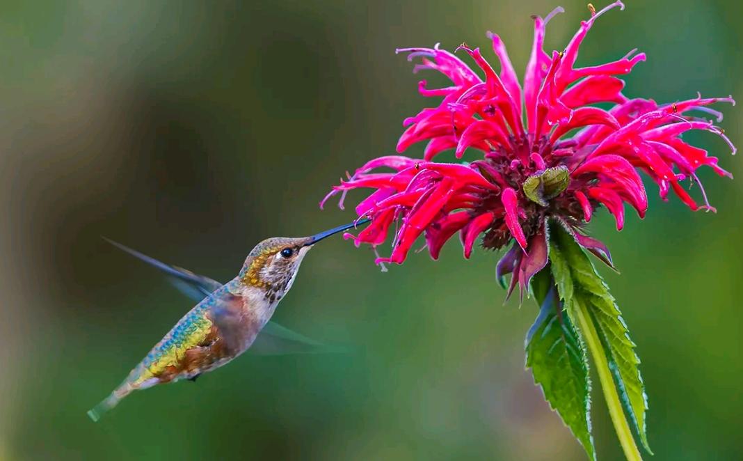 史上最凶残的昆虫,史上最凶残的五种昆虫