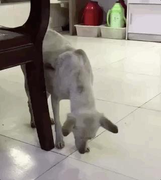 老狗狗夜里不睡觉老溜达,狗狗夜里哼哼唧唧不睡觉啥意思