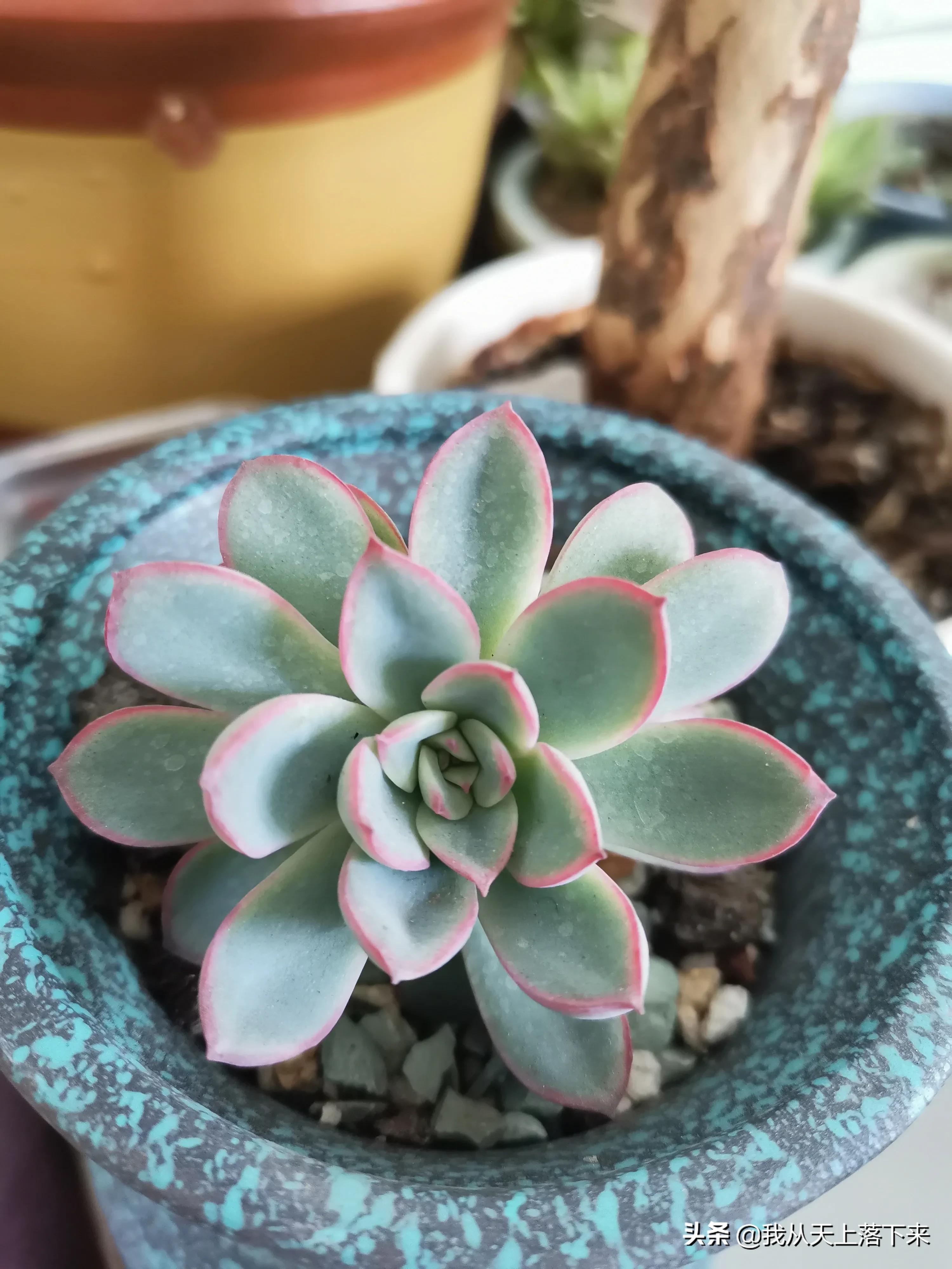 多肉品种及图片大全欣赏,多肉品种辨别图片大全欣赏