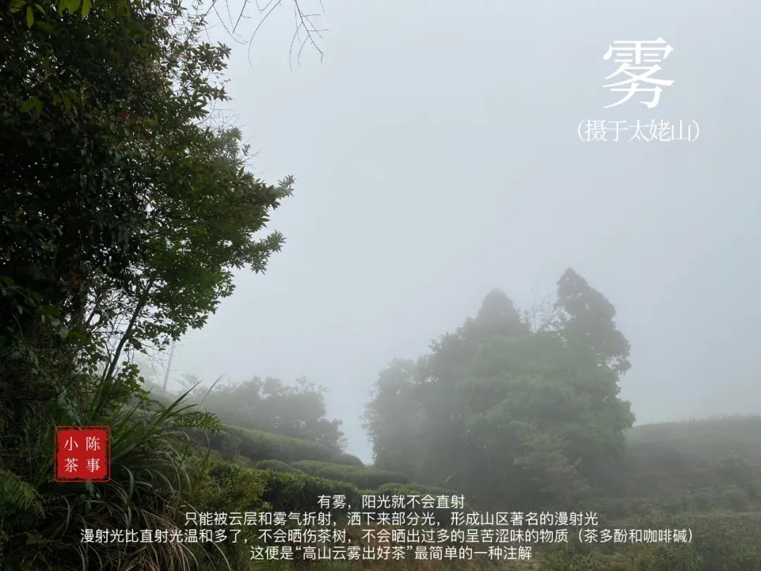 老白茶的药香到底是什么样的,老白茶有桂花香