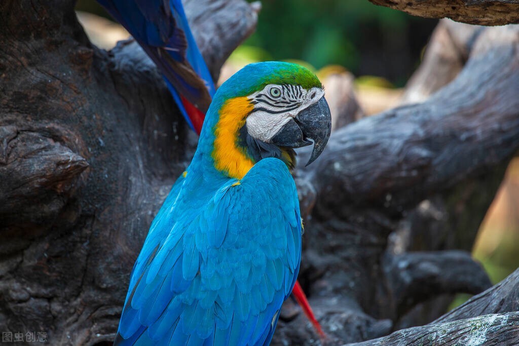 家宠鹦鹉吃什么,虎皮鹦鹉感冒了有什么症状
