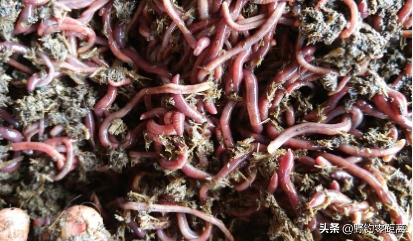 冬季怎样保持钓鱼用的红虫和蚯蚓,北方冬季钓鱼用红虫还是蚯蚓