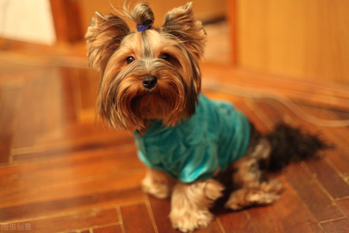 养狗人要知道：喂狗、遛狗，英语都怎么说？