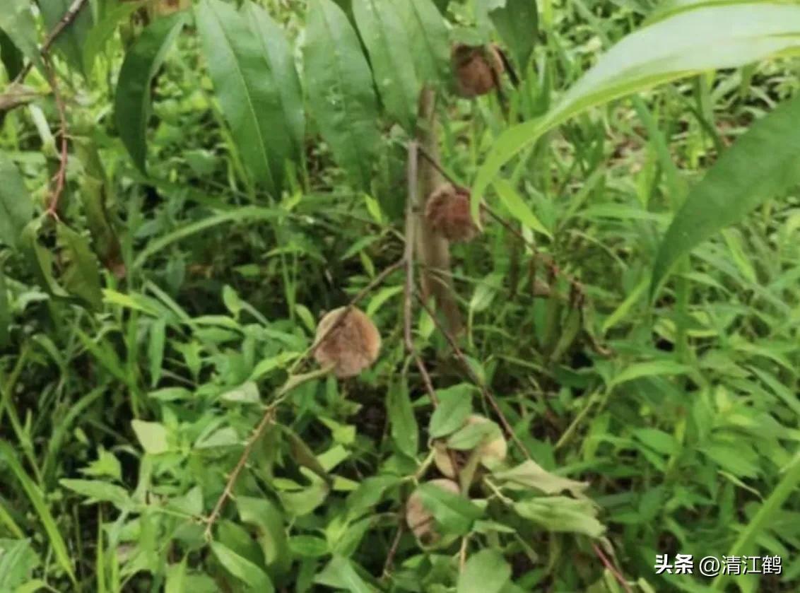 冬桃裂果是什么原因,冬桃烂心咋回事