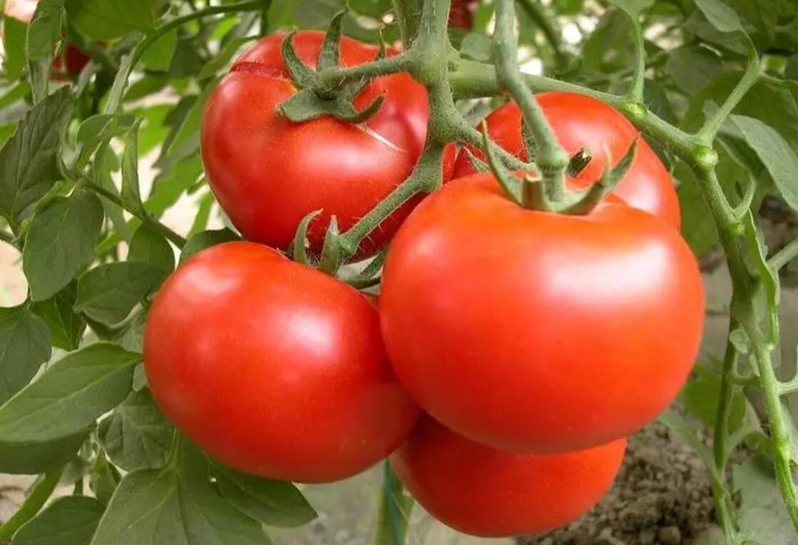 高锰酸钾对细菌病害有用吗,3%高锰酸钾