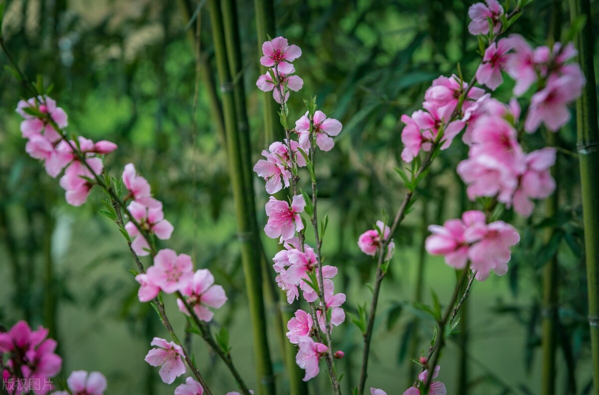 10首春游诗词看古人春天有多浪漫,十首最美春日诗词邂逅最美春愁