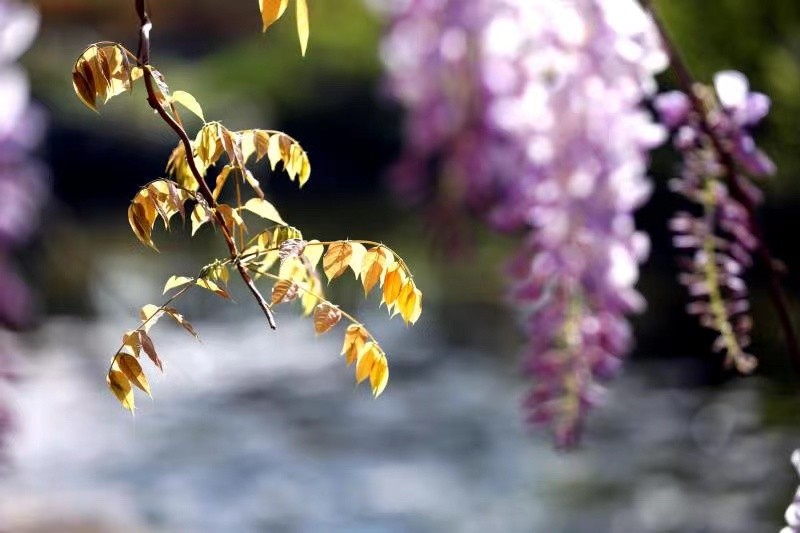 踏青寻找春季最美的时光,寻找最美春天春花烂漫正当时