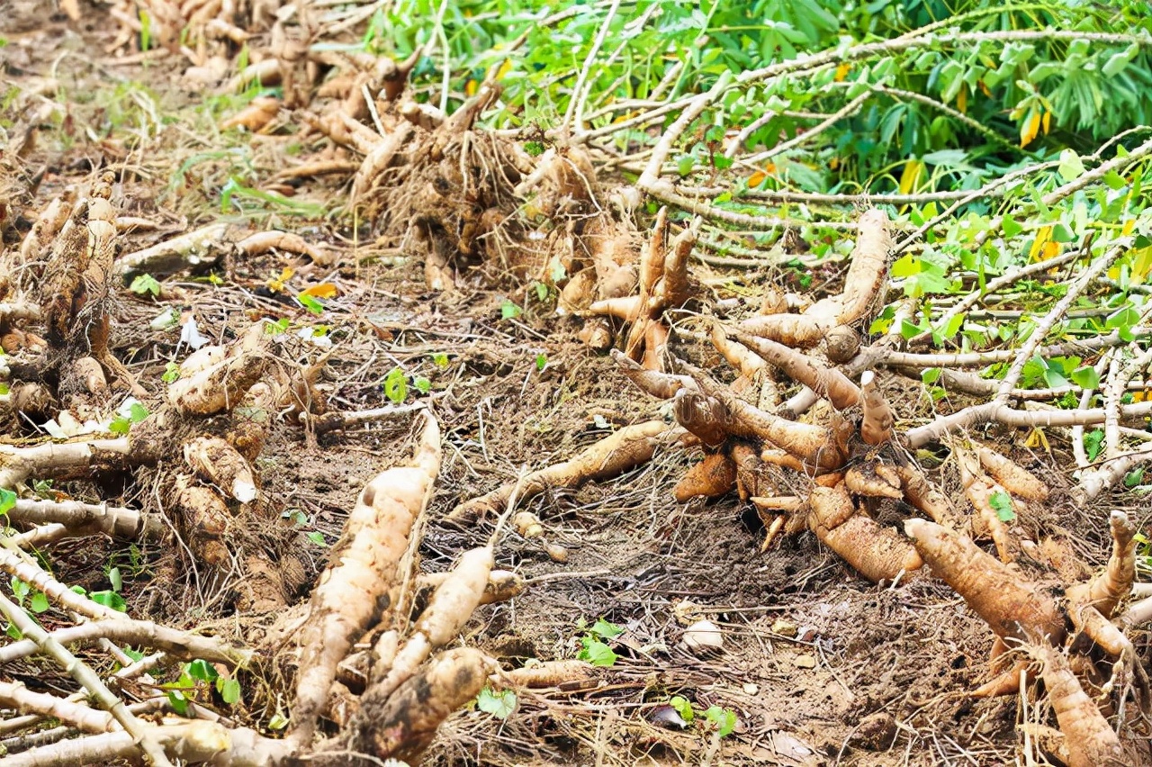 假红薯粉条曝光,315报道木薯粉条事件