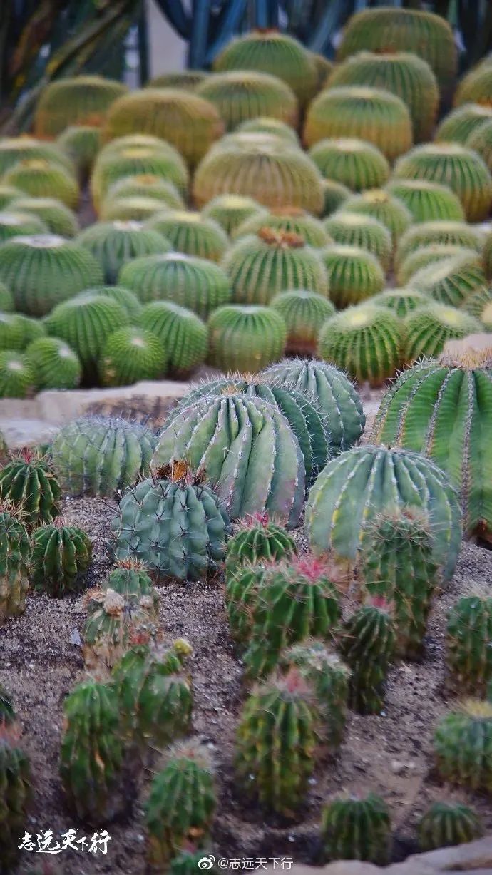 【闽山闽水物华新】又挖到宝藏旅游线路了！这份厦门两天一夜游玩攻略你一定要收藏！