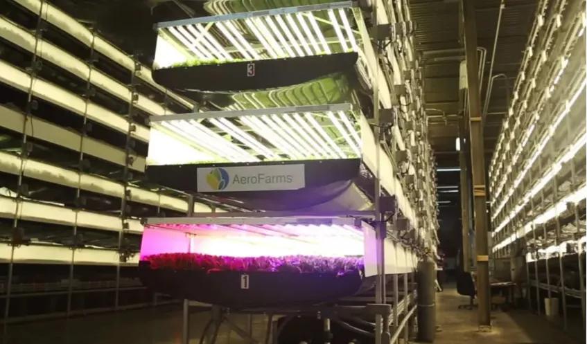 知耕快报｜高GABA基因编辑番茄日本上市；植物工厂种植可可树