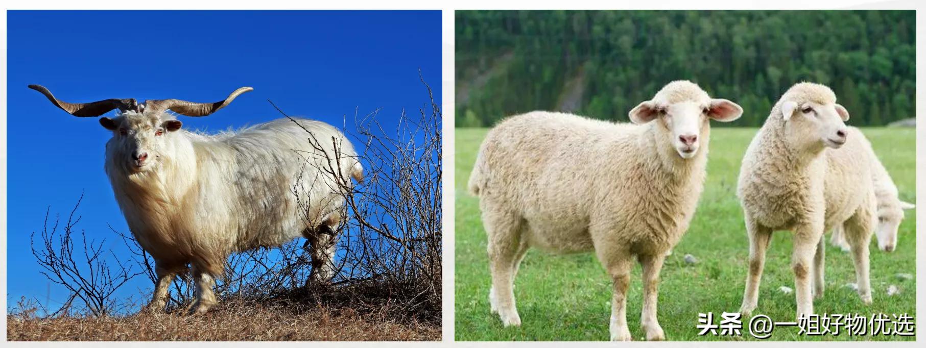 爱马仕围巾羊绒鉴定,爱马仕围巾羊绒多少钱