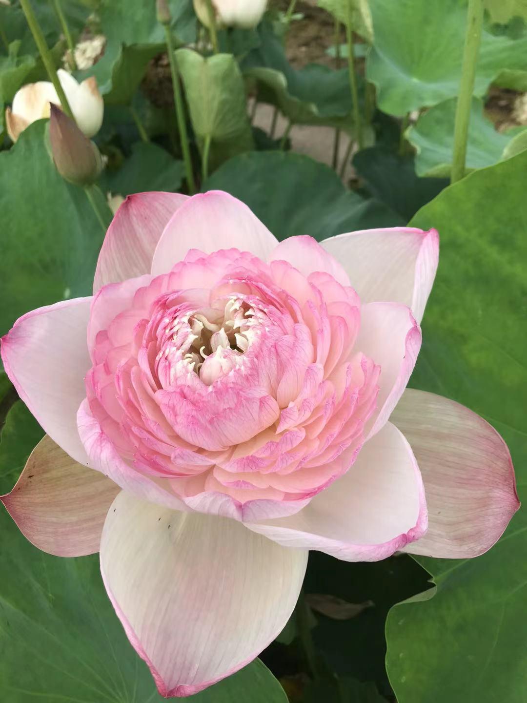 荷花种植什么品种好看,荷花种植范围有哪些品种