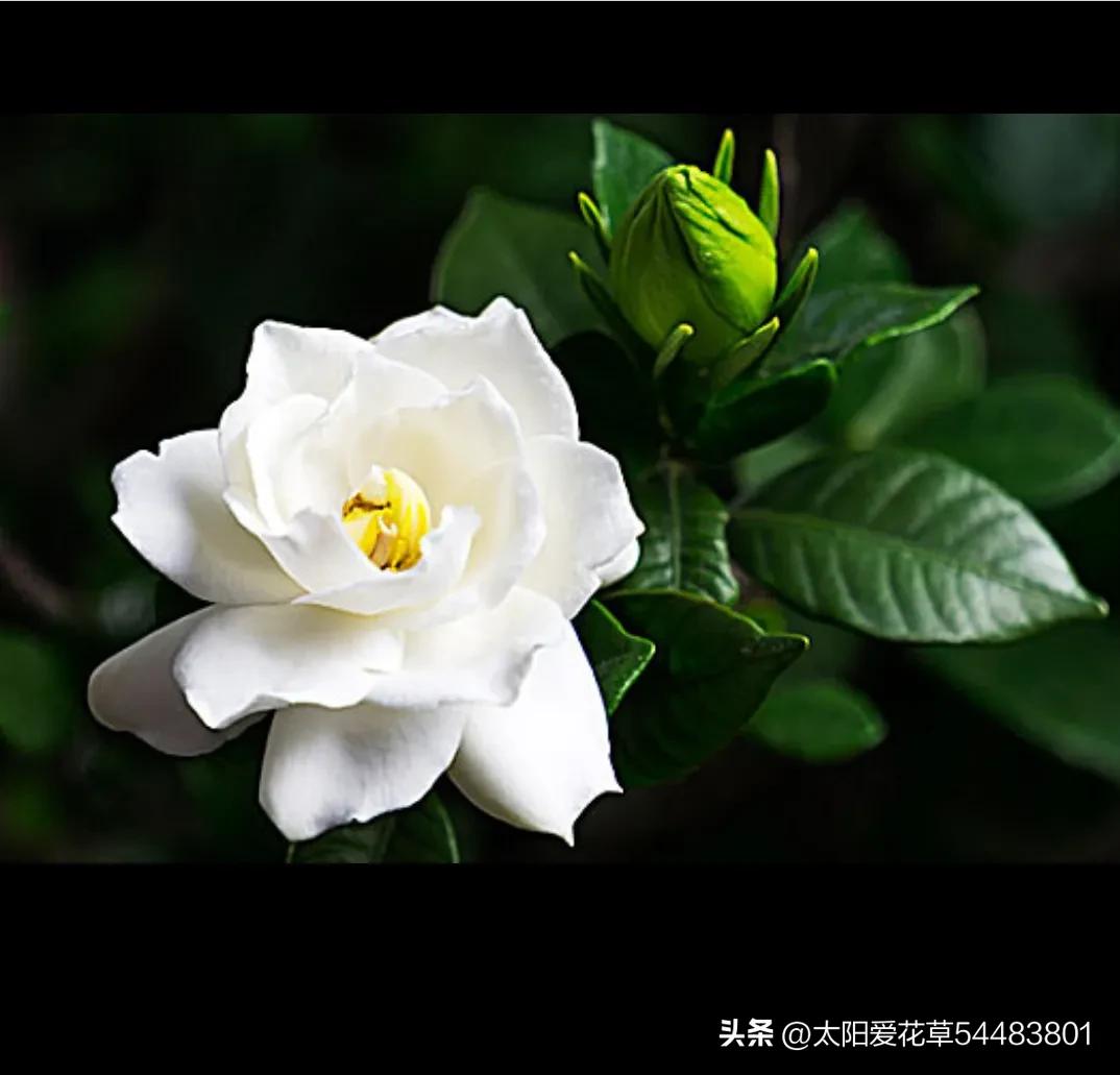 天热后，6种花太能飘香，幸亏我家养了一盆，一花香满屋