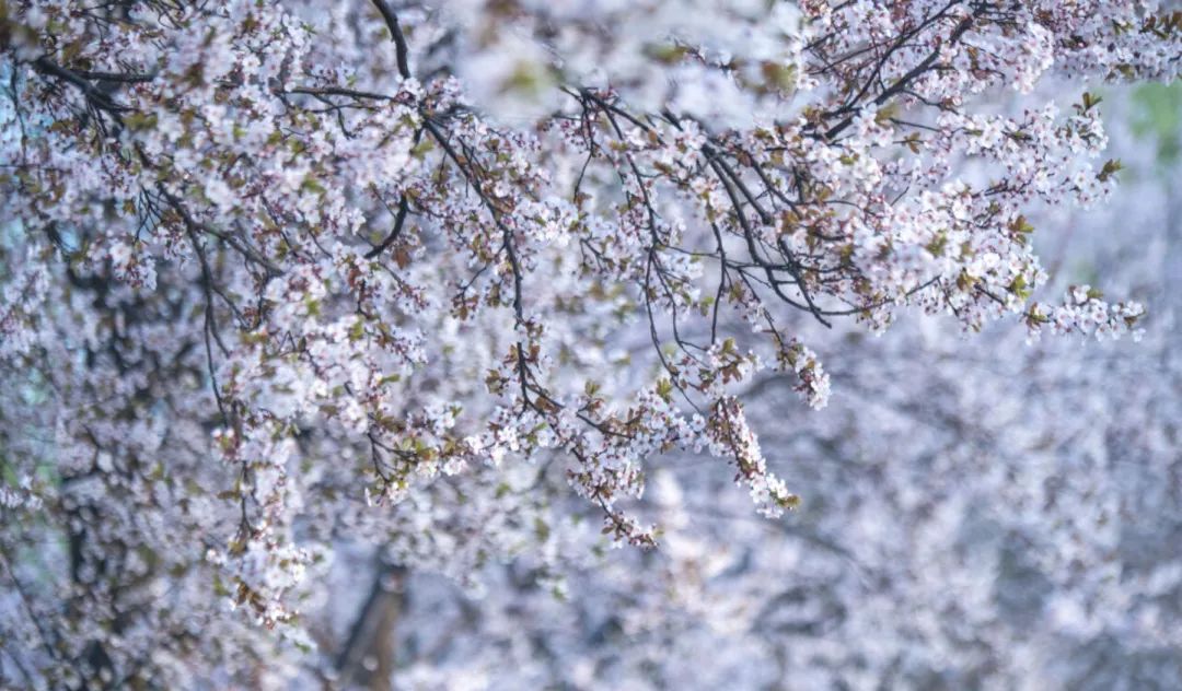 济南这个周末适合哪里赏花,济南春天赏花好去处