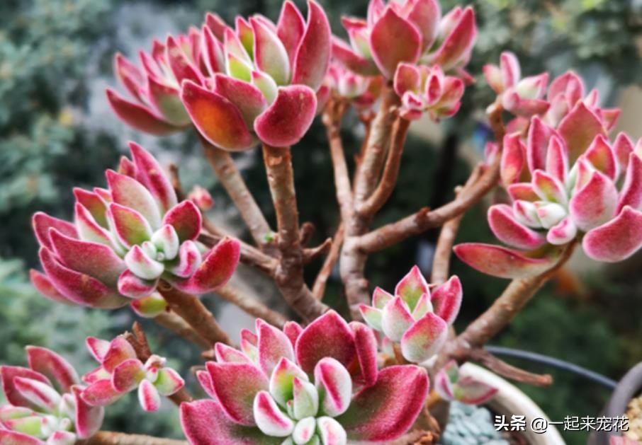 最近出老桩比较火的多肉,10款普货多肉皮实又好养