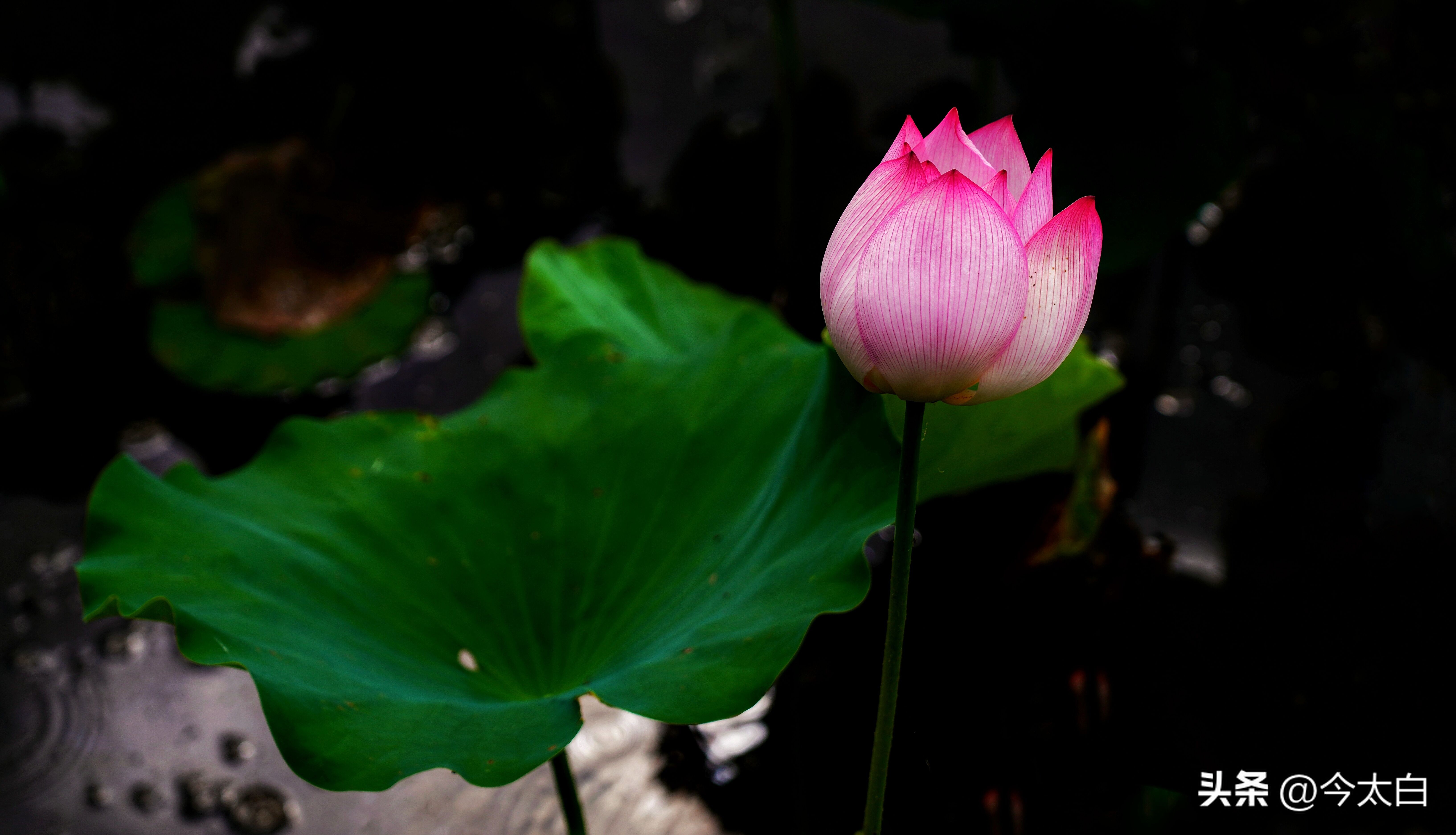 比黄果树瀑布还高8米,比黄果树还高6倍的瀑布