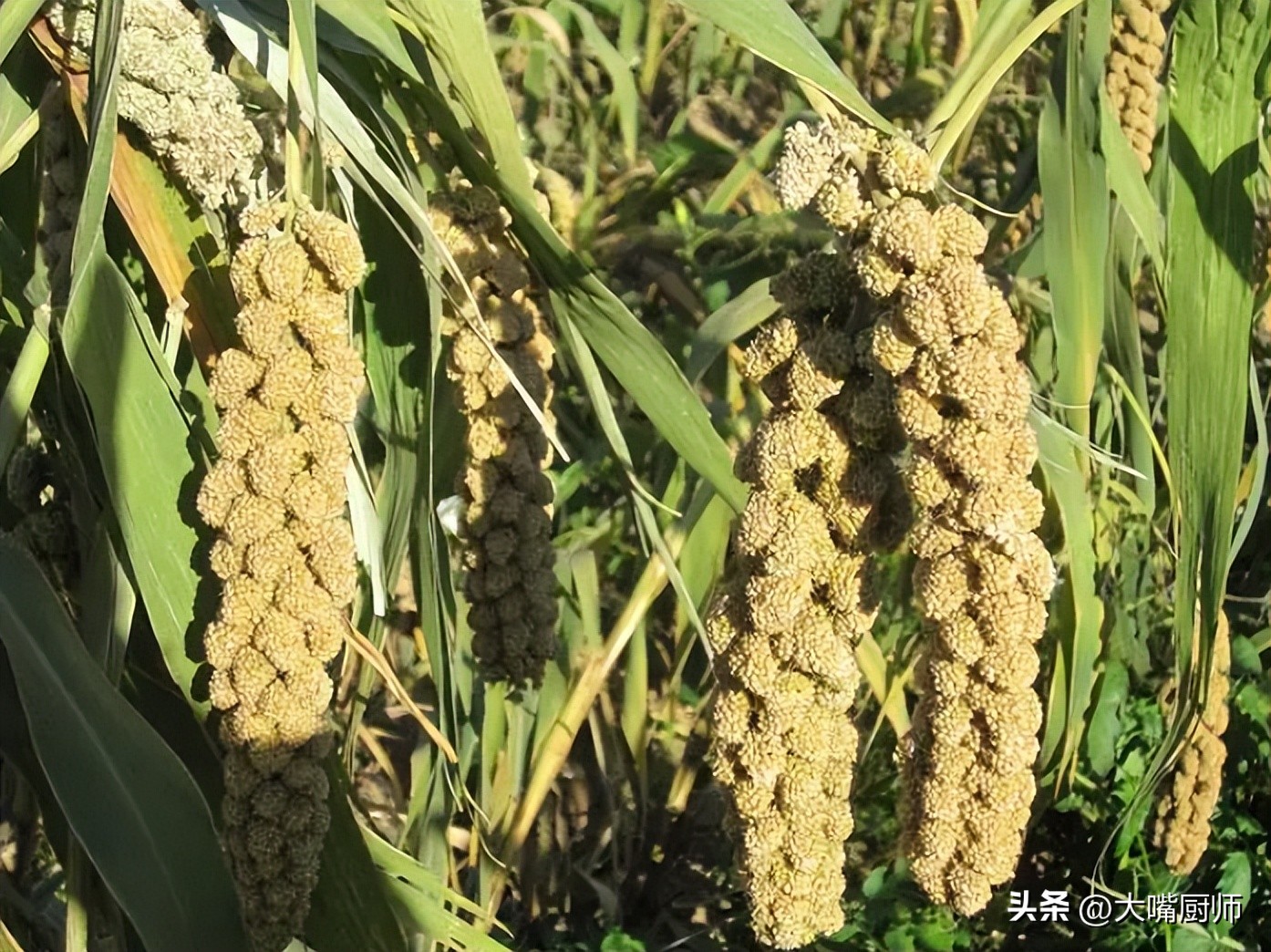 长的跟麦子一样的叫什么米,小米和黄米区别是什么