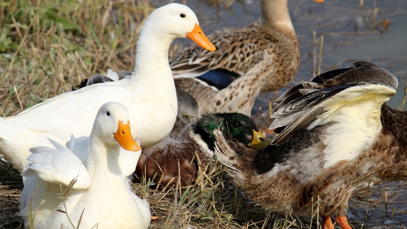 鸭子养2年卖赚钱吗,养鸭子赚钱软件