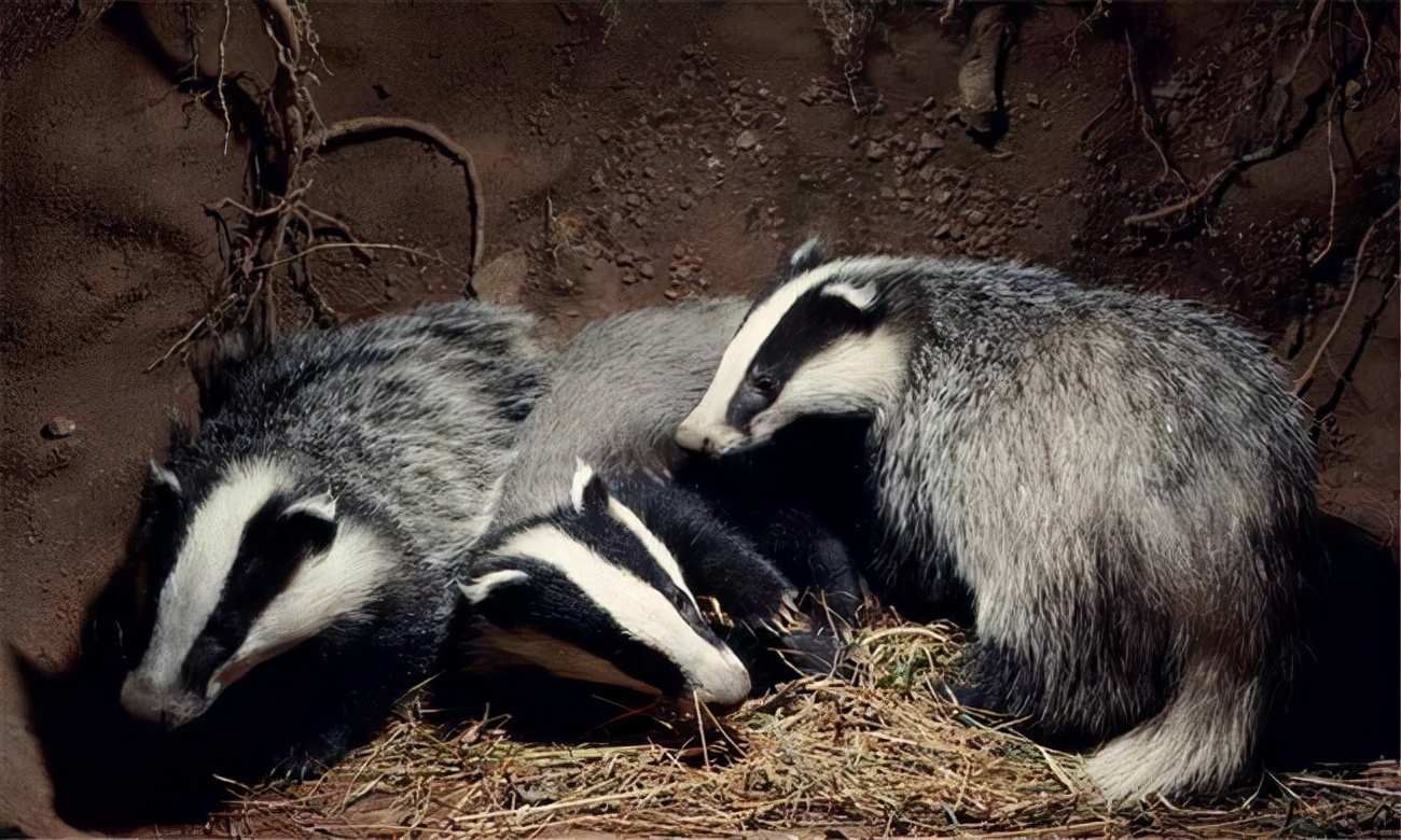 机器猫很厉害吗,机器猫战斗力有多强