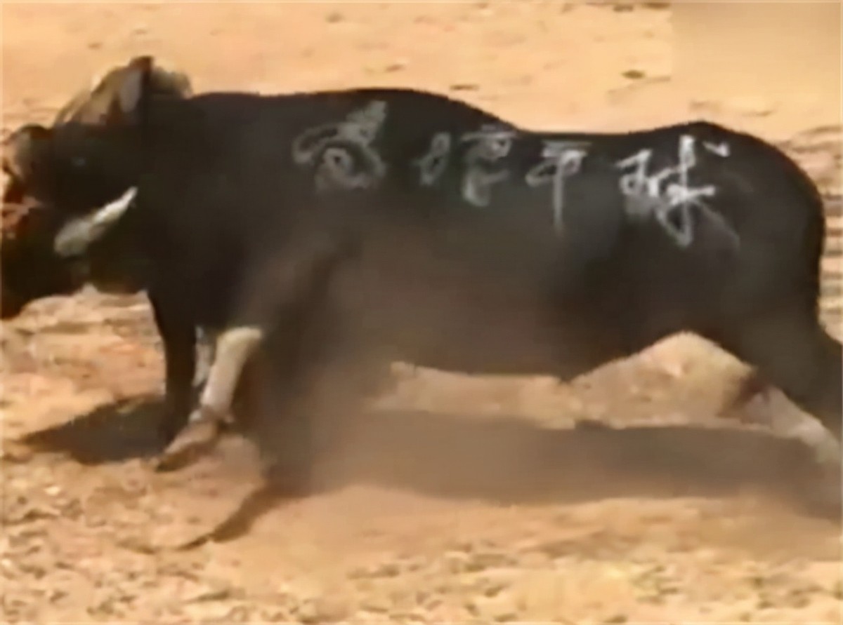 贵州牛王出战三江,牛王昆山所有视频