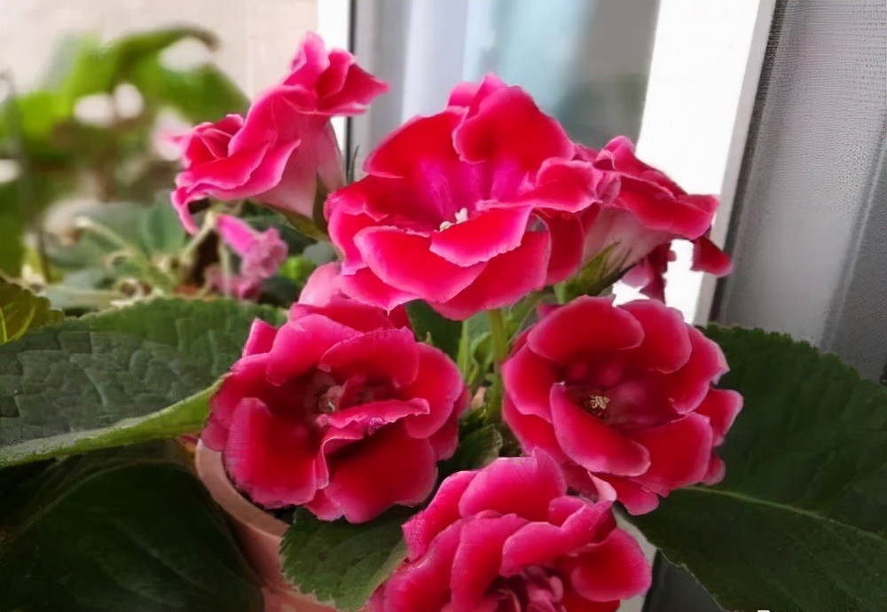 家里光照不足养的花,家里光照不足养什么植物