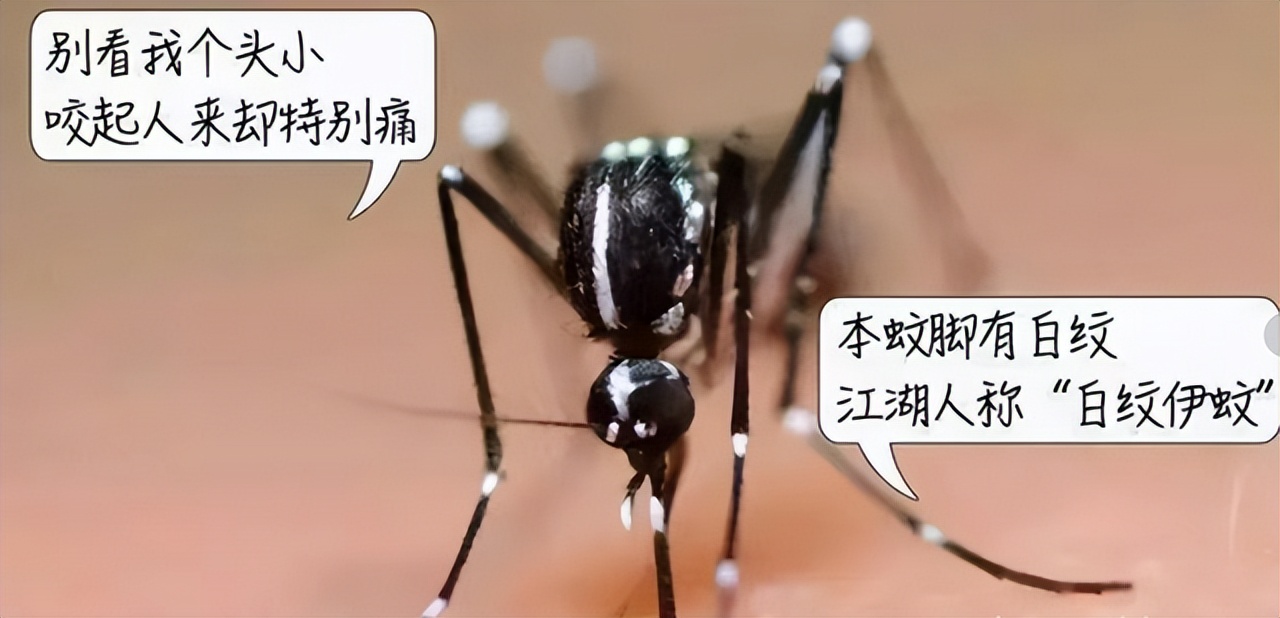 花蚊子为何令人们闻风丧胆,带毒的花蚊子从哪里来