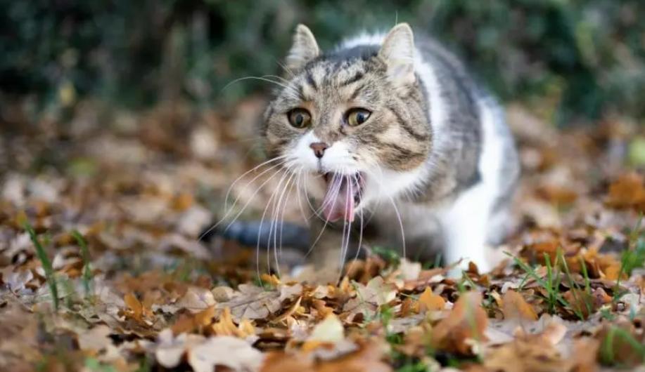 猫咪呕吐铲屎官的反应,猫咪总想呕吐但是吐不出来怎么办