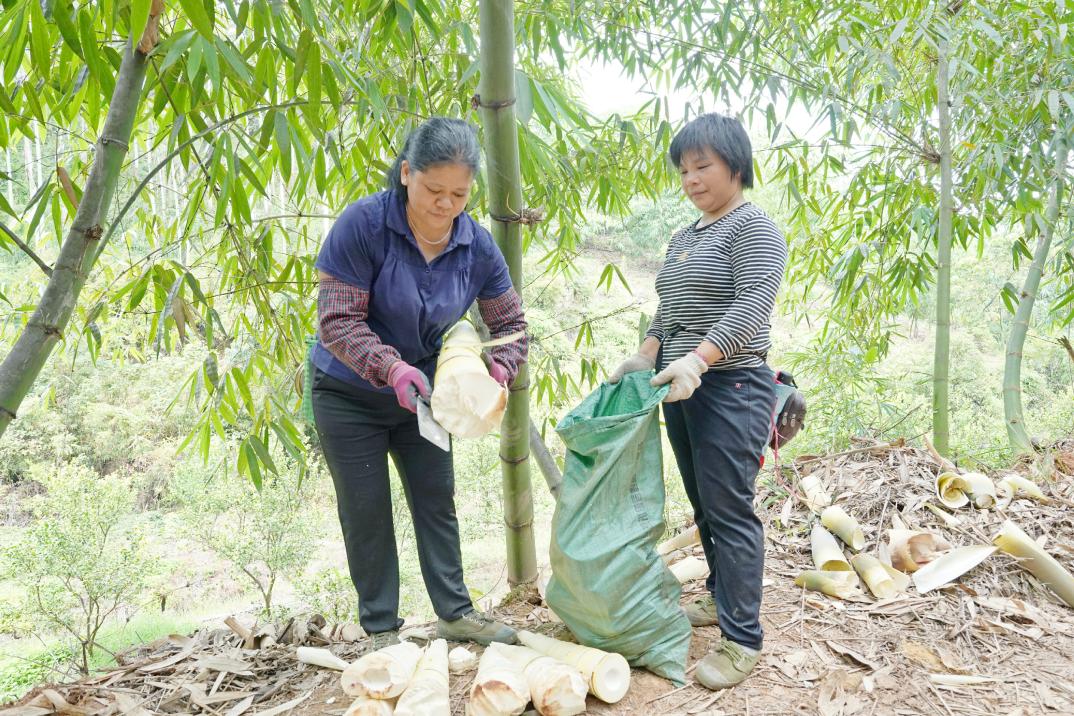 怀集麻竹笋,麻竹笋怀集