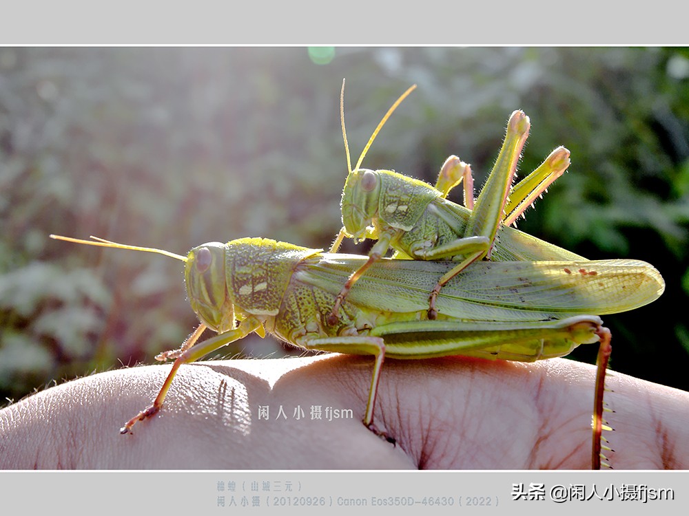 近距离拍摄昆虫小动物,常见昆虫微距摄影活动