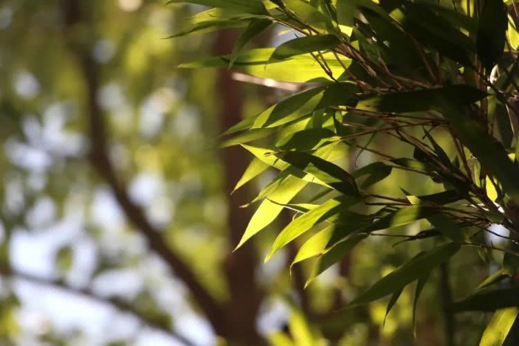 聚龙小镇：离城不离尘的心灵