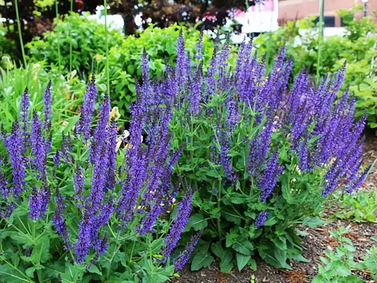 薰衣草，永不褪色的真爱，永不落幕的浪漫｜No.00162