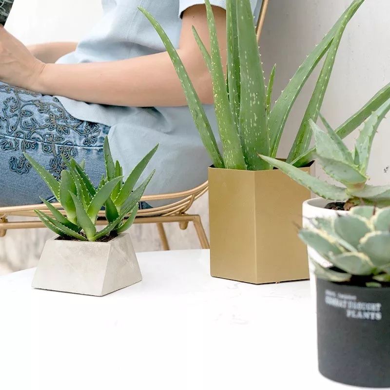 越养越吉利的三种花有哪些,家里养的吉利花有哪些