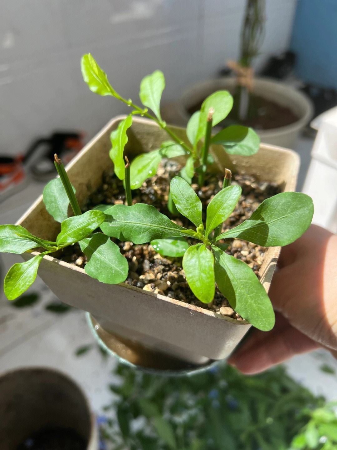 这8种花最旺家只需养一盆,什么花好看18种花又好养