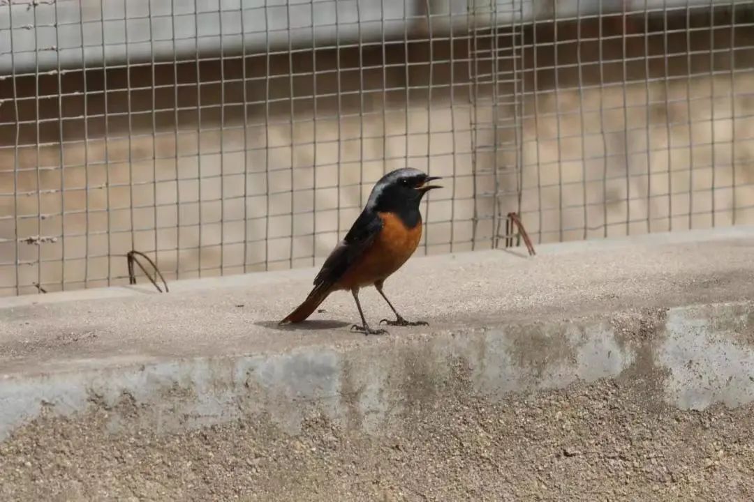 师大寻鸟记，这些小可爱，你都见过吗？