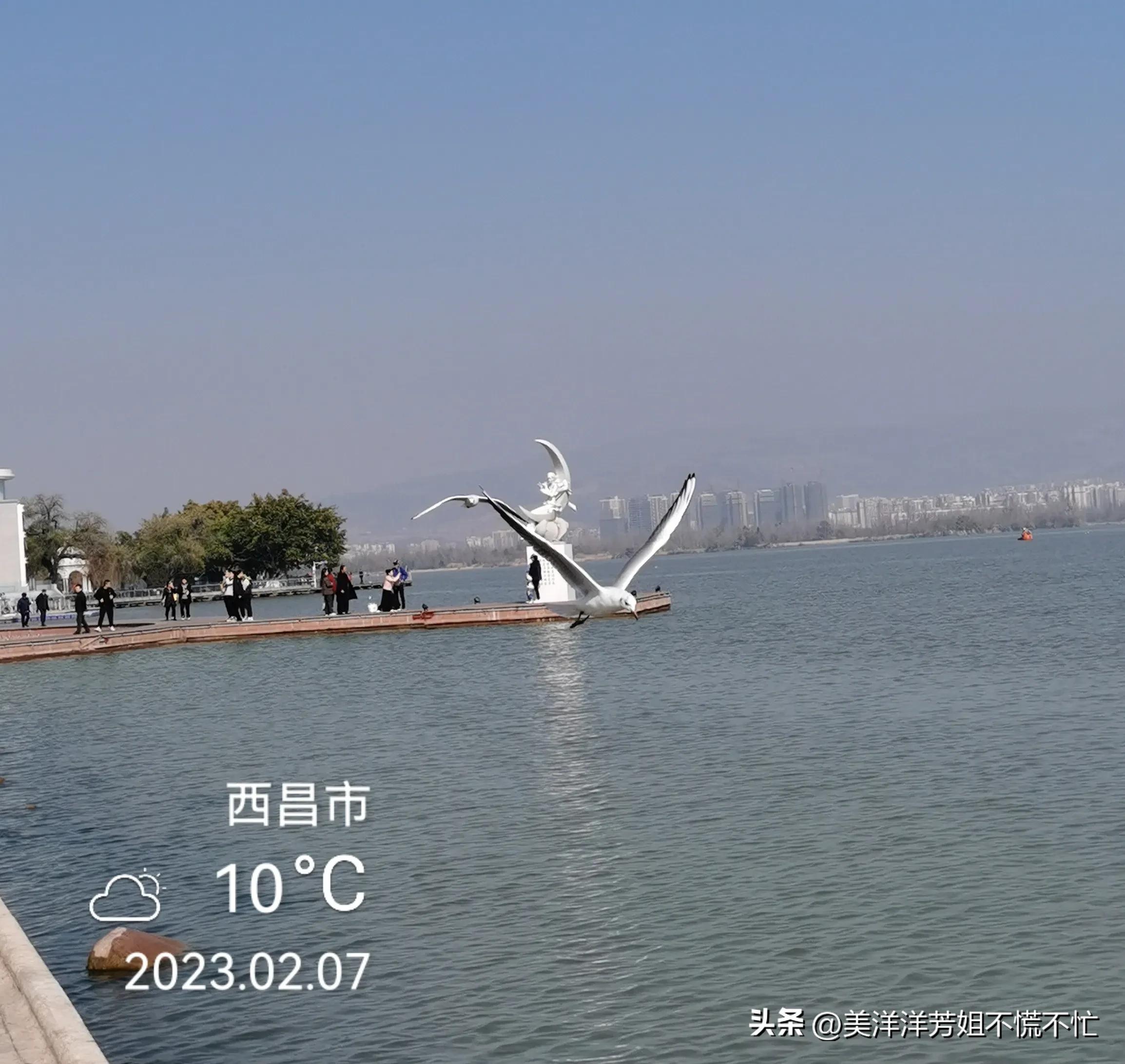 西昌邛海什么时候有海鸥,冬季去西昌邛海喂海鸥