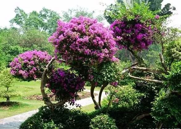 云南西双版纳旅游攻略app,云南西双版纳旅游攻略自由行12月