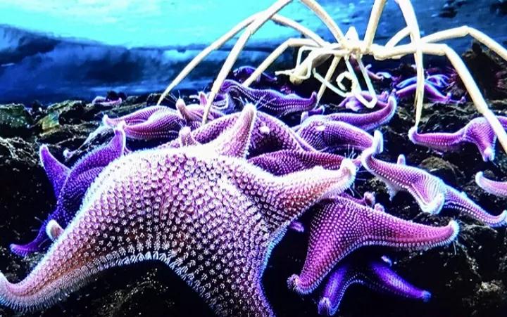 王牌部队豆瓣评分9.5以上的电影,豆瓣评分最高的电影排行榜前十名