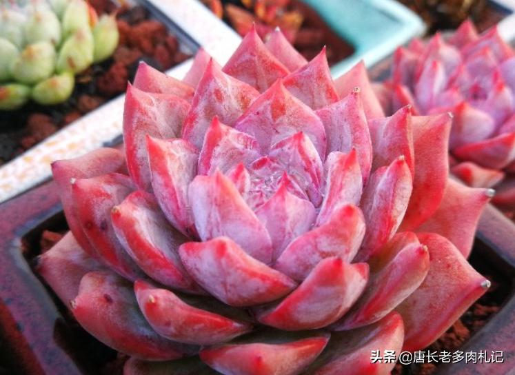 多肉蓝石莲穿裙子,薄叶蓝鸟多肉和蓝石莲的区别