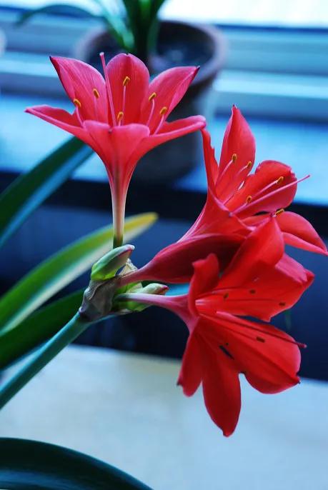 罕见漂亮的鲜花,全球最漂亮的鲜花