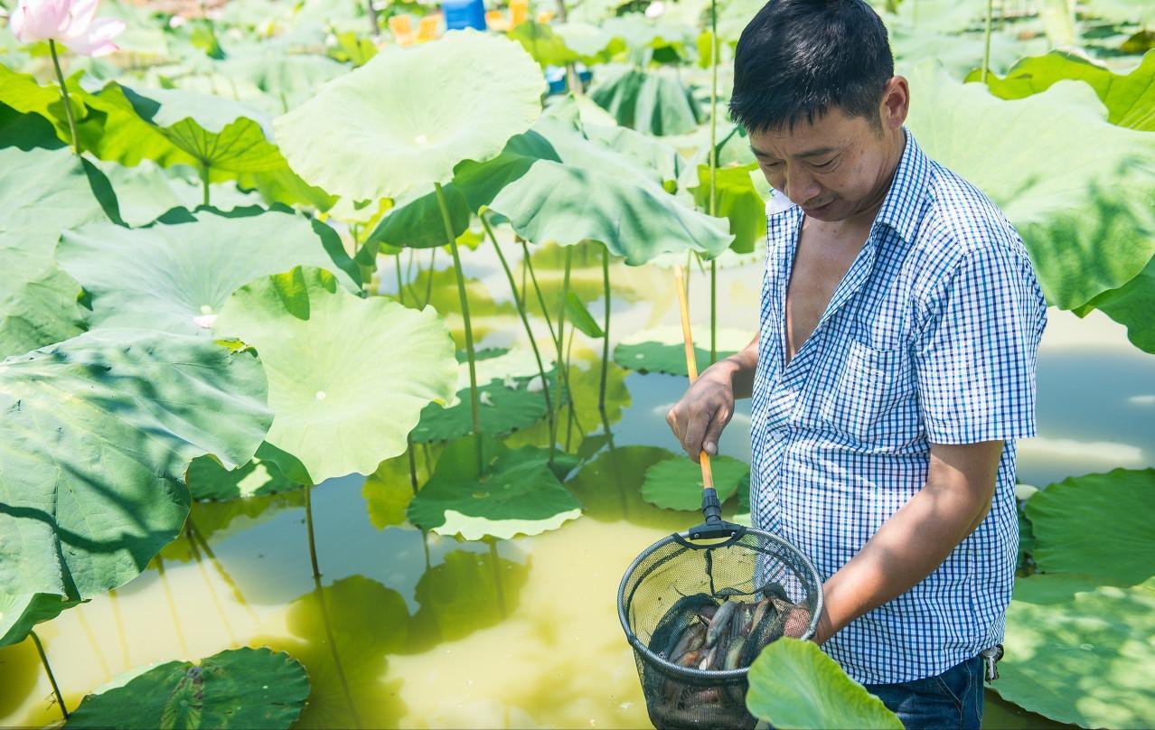泥鳅水花常见病害及解决方法,泥鳅黄鳝的养殖技术和病害
