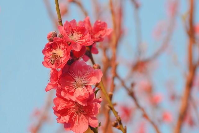 如何给桃花催花,如何催旺自己的桃花